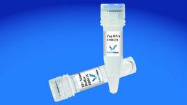 TaqDNA聚合酶 TaqDNA聚合酶