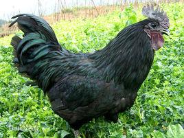 茯苓當歸燉烏雞湯 茯苓當歸燉烏雞湯