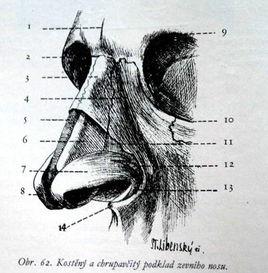 人體五官 人體五官