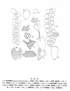 疣萼細鱗苔 疣萼細鱗苔