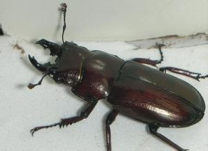 碧綠鬼鍬形蟲 碧綠鬼鍬形蟲