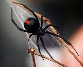 赤背寡婦蛛 赤背寡婦蛛