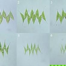 近線形菱形藻 近線形菱形藻