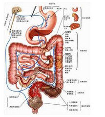 乙狀結腸 乙狀結腸