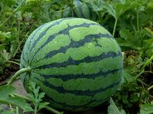 最好的西瓜種子世 雷 511田間拍攝