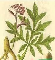 紫花鄂北貝母 紫花鄂北貝母