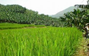 茶坪景區 茶坪景區