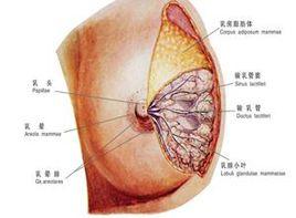乳頭樣增生變化 乳頭樣增生變化