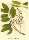 野冬青皮 野冬青皮