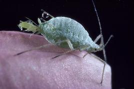 單次生殖 單次生殖