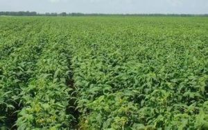 大豆壟三栽培 大豆壟三栽培