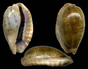 馬達加斯加長清齒寶螺