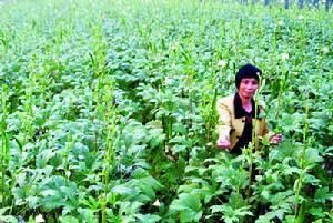 黃秋葵菜 黃秋葵菜