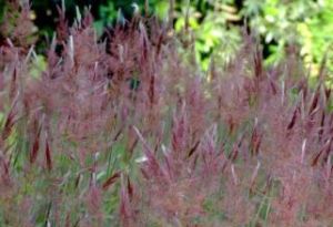 粵引1號 粵引1號