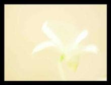 上帝的美意(之二)