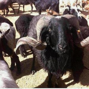 蘭坪烏骨綿羊 蘭坪烏骨綿羊