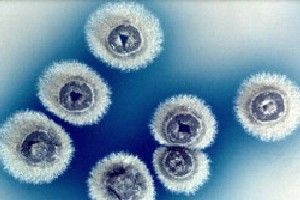 庫爾薩諾夫鏈黴菌NR-7GG1 庫爾薩諾夫鏈黴菌NR-7GG1