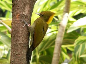大黃冠啄木鳥 大黃冠啄木鳥