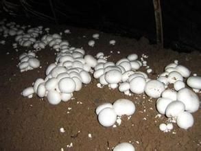 雙孢蘑菇栽培 雙孢蘑菇栽培