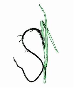 甘蔗黑穗病 甘蔗黑穗病