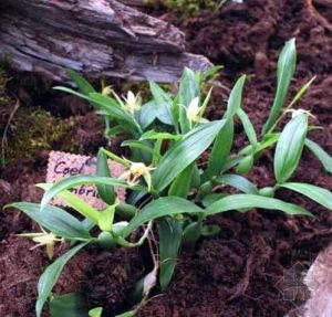 多花貝母蘭 多花貝母蘭