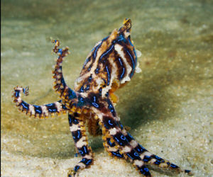 藍紋章魚 藍紋章魚