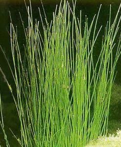 中華水韭 中華水韭