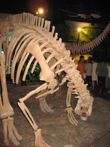 巴克龍骨骼 巴克龍骨骼