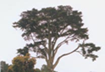 大果柏木 大果柏木