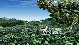 蒼溪縣三溪口農場 蒼溪縣三溪口農場