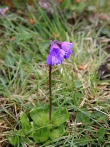 貢山紫晶報春 貢山紫晶報春