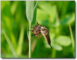 食蟲虻亞科 食蟲虻亞科