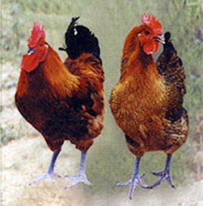 漯河麻雞 漯河麻雞