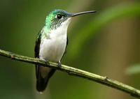 安第斯蜂鳥 安第斯蜂鳥