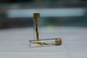 香港千壽堂新鮮冬蟲夏草