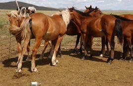 百岔鐵蹄馬 百岔鐵蹄馬