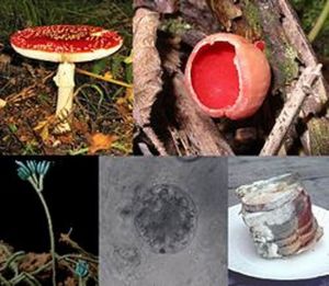 多種多樣地真菌