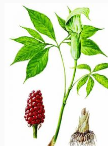 小天南星丸 小天南星丸