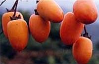 永嘉縣東皋無核紅柿 永嘉縣東皋無核紅柿