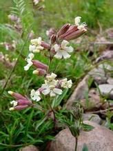 細蠅子草 細蠅子草