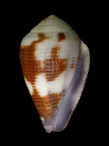 鉛色芋螺 鉛色芋螺