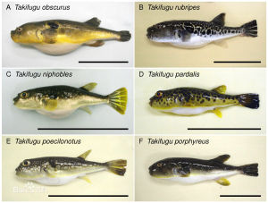 豹紋東方魨血 豹紋東方魨血