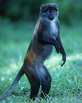 （圖）舊世界猴的一種：黑疣猴