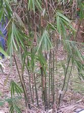 金平玉山竹 金平玉山竹