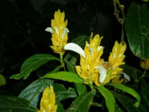 齊頭絨屬 齊頭絨屬