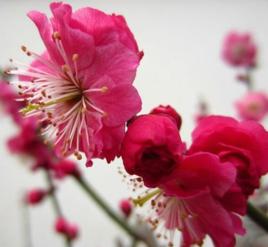 骨紅硃砂梅 骨紅硃砂梅