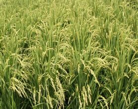 九稻60號 九稻60號