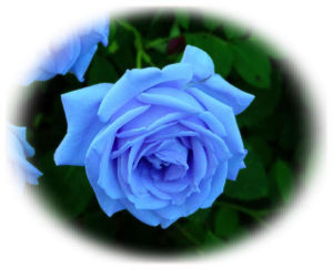 藍薔薇