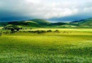 典型草原 典型草原