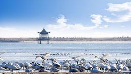 榮成成山衛天鵝湖 榮成成山衛天鵝湖